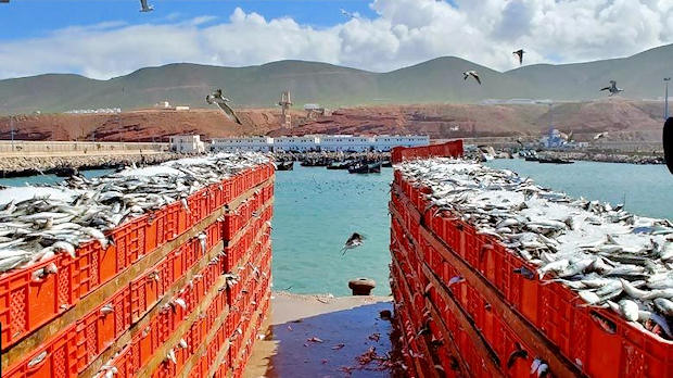 Cajas de pescado en el puerto de Sidi Ifni (región de Guelmim-Oued Noun). DR